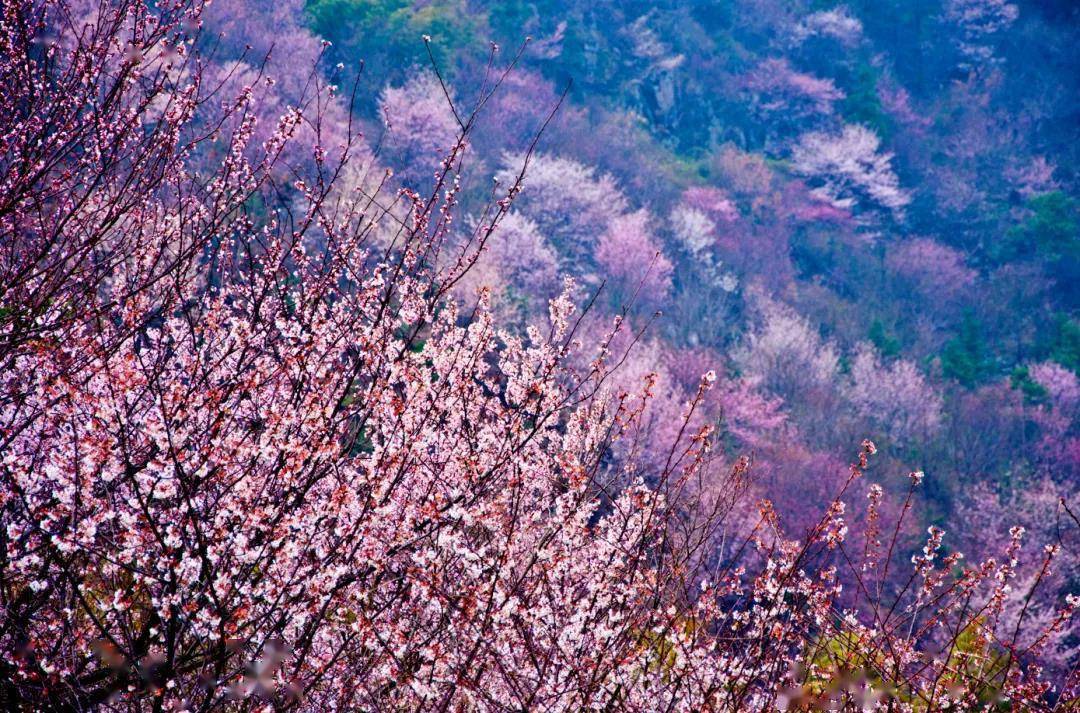 花期:3月中旬至4月中下旬 咸宁赤壁葛仙山的山樱花由来已久,延绵十