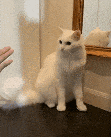 要是和活泼点的猫猫见面,那更是热情的不得了 小爪子一个劲和你打招呼