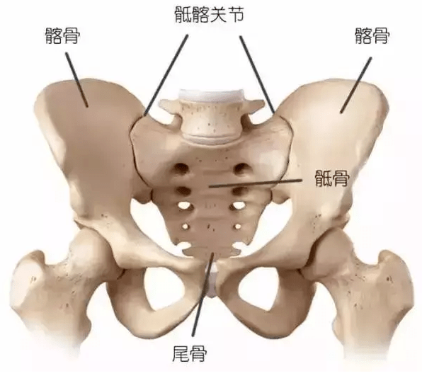 骨盆是由左,右髋骨和骶,尾骨以及之间的骨连接构成,是脊柱和下肢的