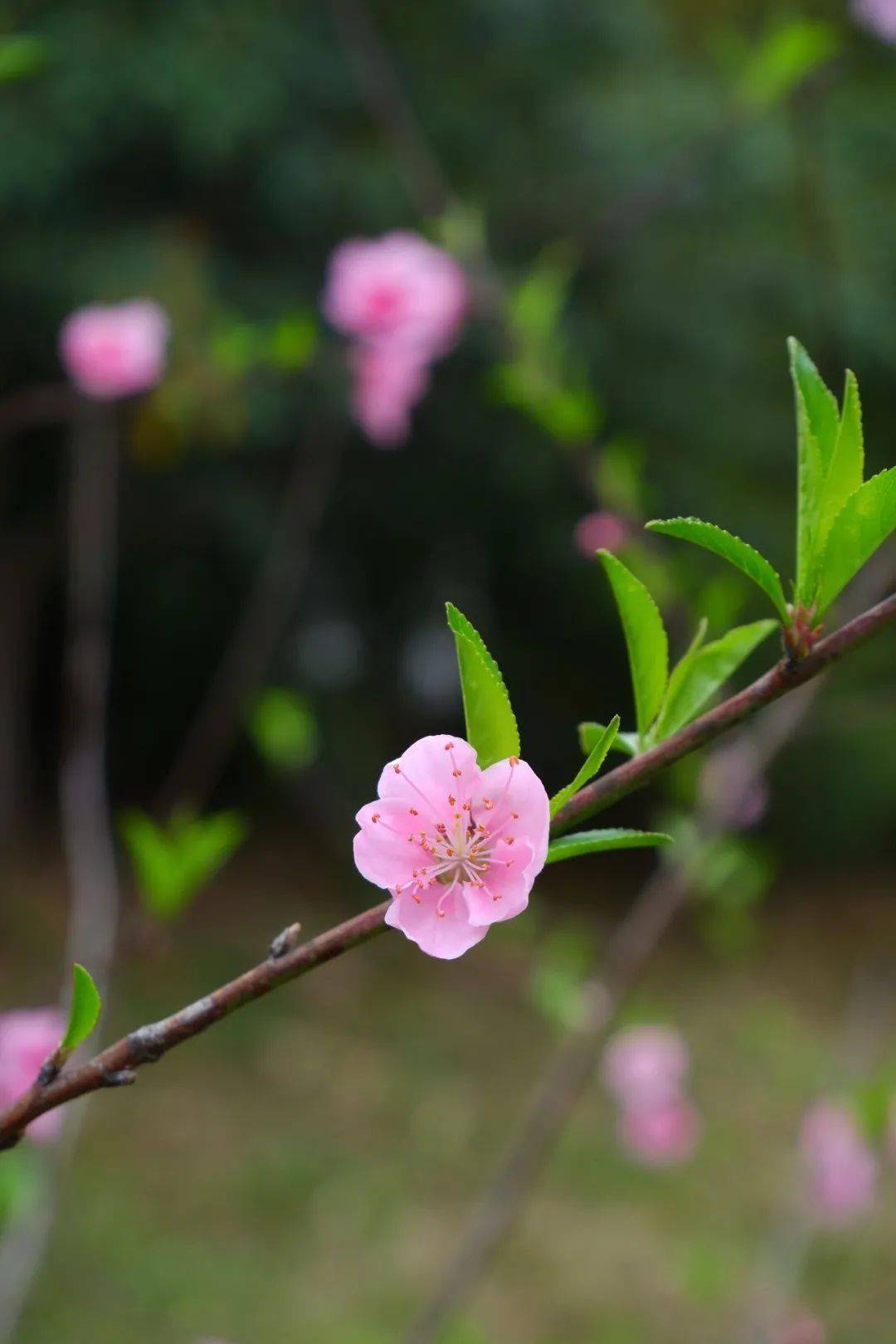 微风过梢 春雨落地 唤醒早春三月的晨曦 唤醒沉睡的生命 生长着,雀跃