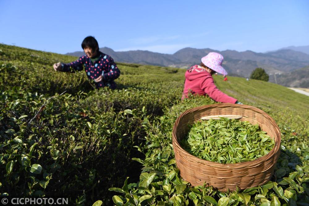 春天的第一杯茶_茶叶