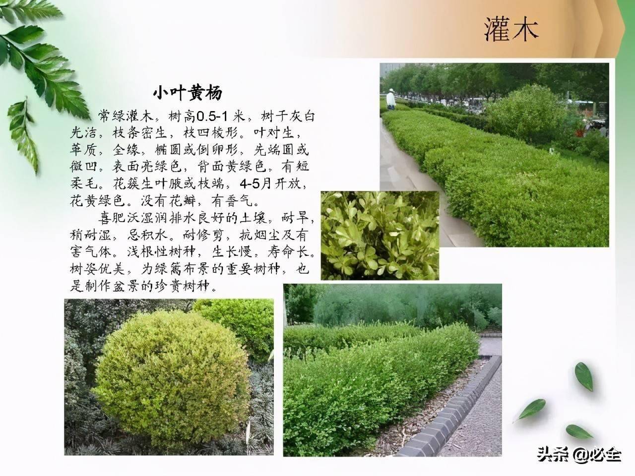 北方常见园林观赏植物——小乔木及灌木