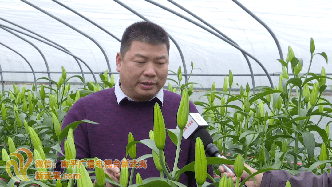 南平市延平区百合花协会会长 叶盛立3月3日,记者来到延平区王台镇百合