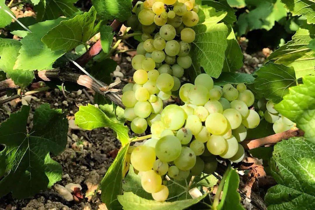 白皮诺 pinot blanc