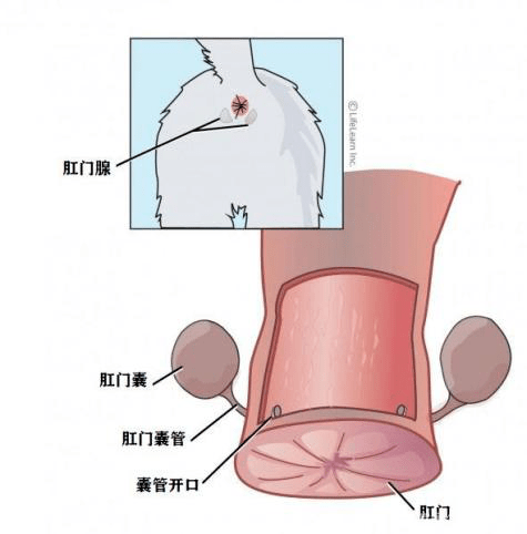 肛门腺,又称肛门囊,位于肛门内括约肌和肛门外肌之间,肛门两侧各有一