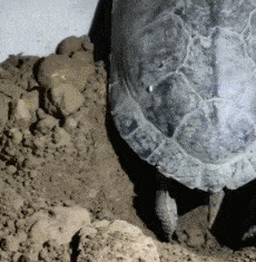 搞笑gif:这是一只去过迪吧的鸭子...