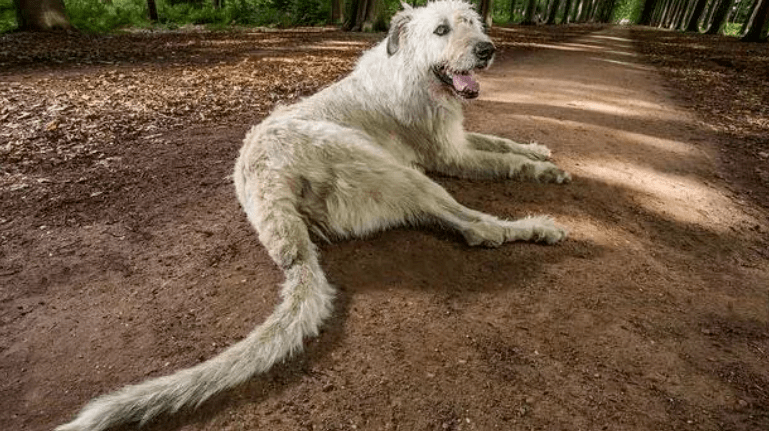 这只名叫keon的爱尔兰猎狼犬,创下了2017吉尼斯世界纪录"尾巴最长狗狗