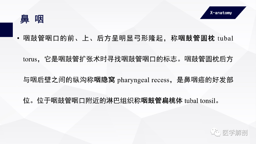 咽顶和咽后壁的黏膜内富有淋巴组织,称咽扁桃体 pharyngeal tonsil