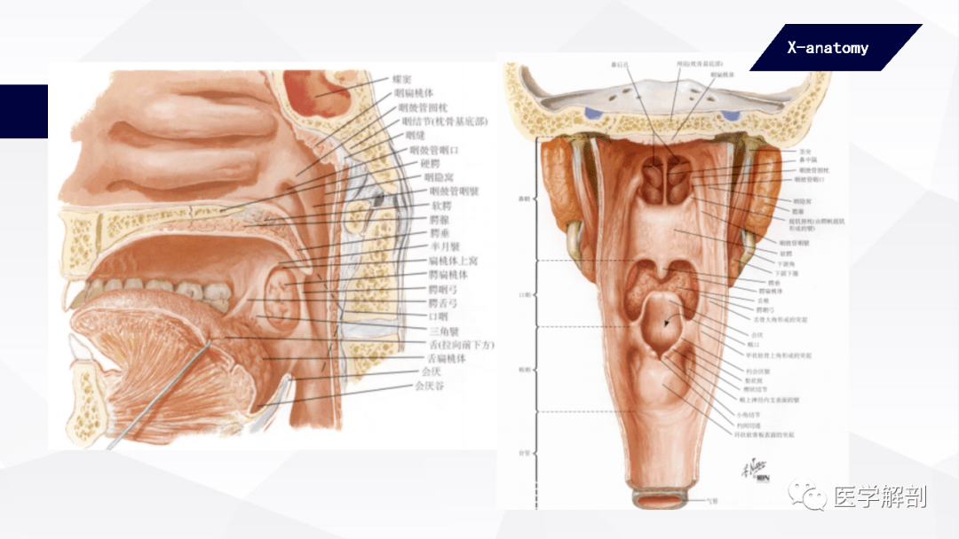 咽顶和咽后壁的黏膜内富有淋巴组织,称咽扁桃体 pharyngeal tonsil