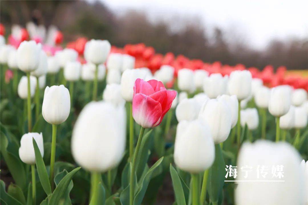 一起去赏花吧!海宁这里绝美郁金香花海已盛开