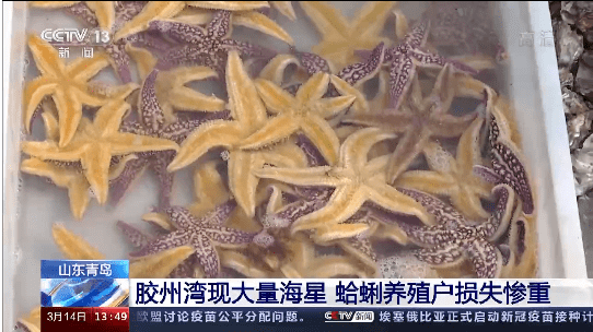 "派大星"泛滥成灾,在青岛胶州湾疯狂掠食,捕捞用上"绝户网",一上岸就