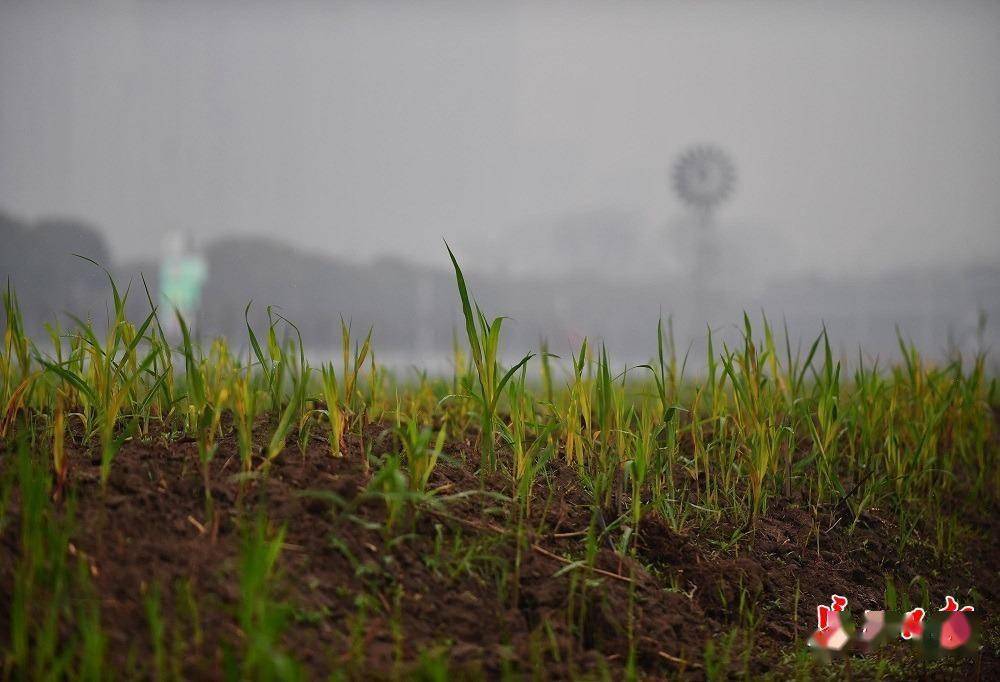 春雨润江滩,蒌蒿满地芦芽短 | 图集