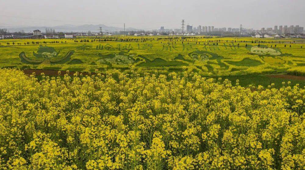 3月14日,汉中市洋县洋州街道龙泉村油菜花海里显现的"秦岭四宝"图案.