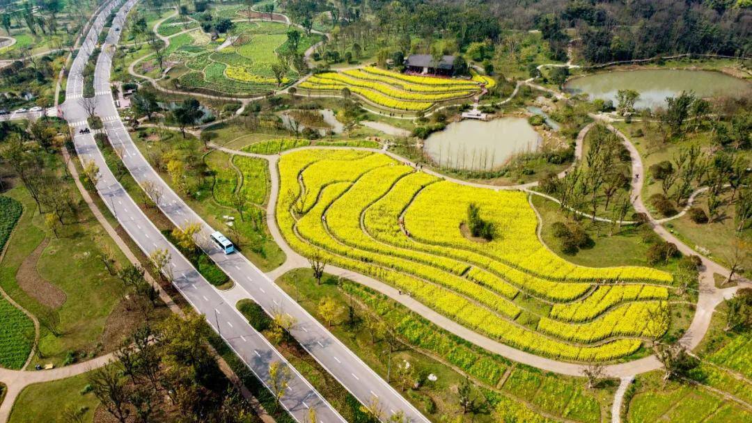 广阳岛春天的仪式感油菜花