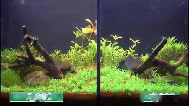 co2完全攻略草缸有无co2差距真的这么大吗结果证明