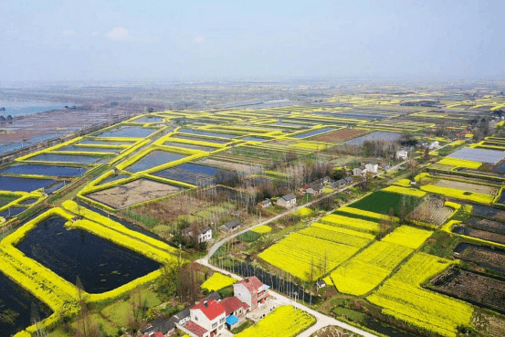 前方到站,2021湖北最美油菜花海!