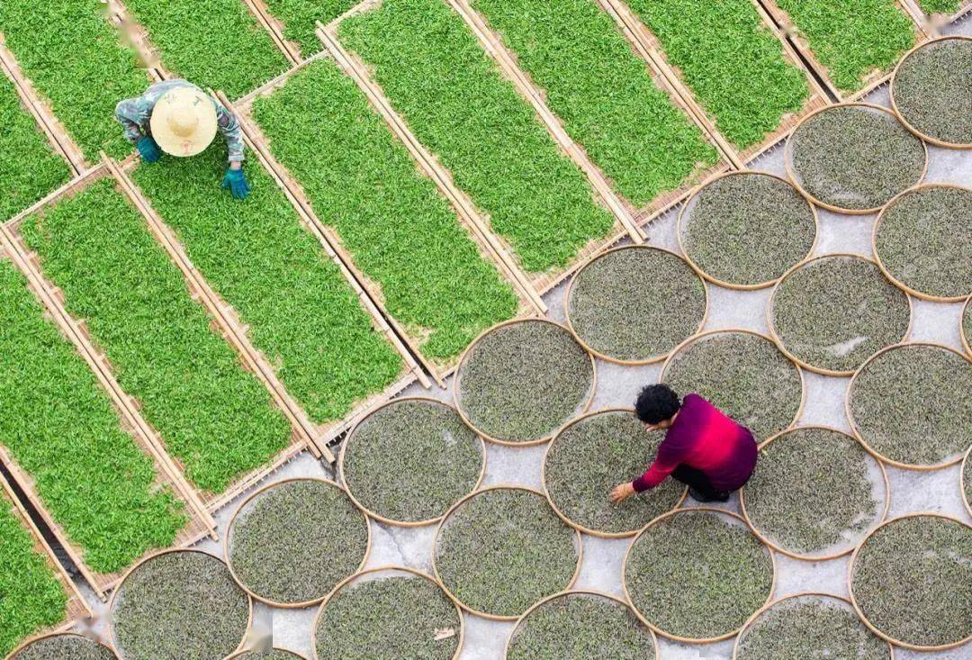 【旅游摄影】3月27-29日福建采茶晒茶,茶叶集市,滩涂线条,海上围网