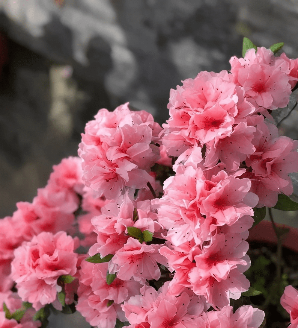 杜鹃花的五大品系,各有特色,你值得拥有