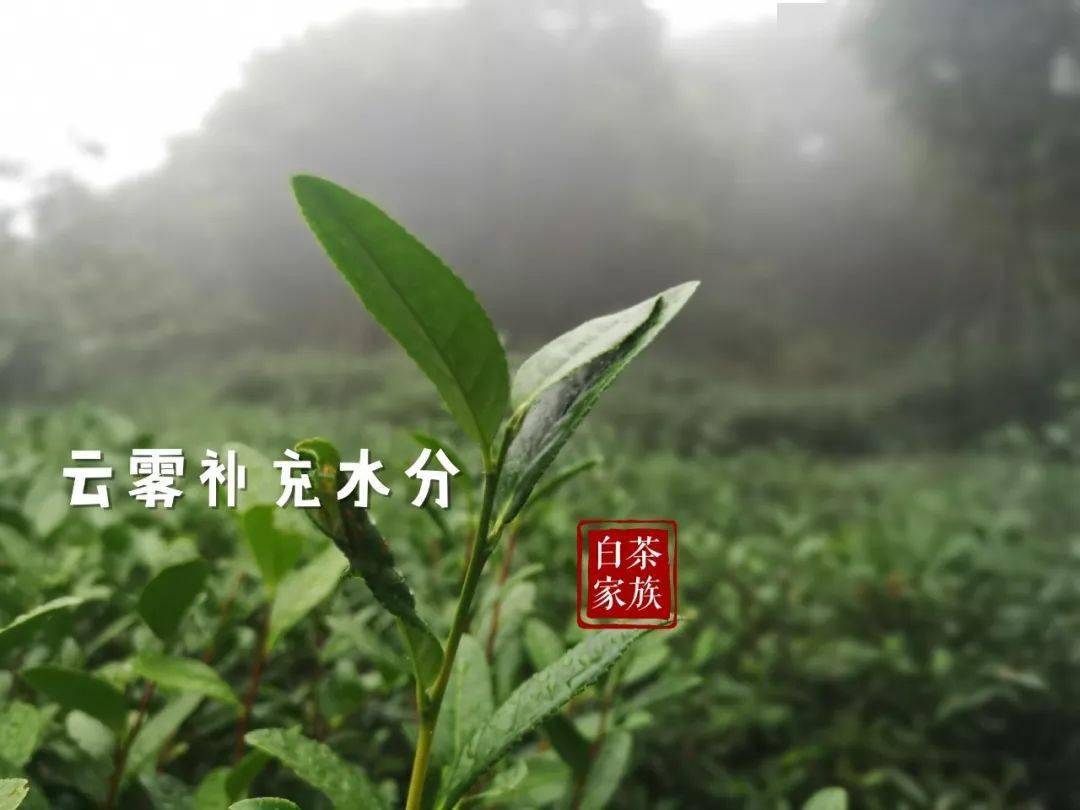 春白茶生长在什么样的环境?老茶农实拍,带你亲身走进高山茶园_茶树