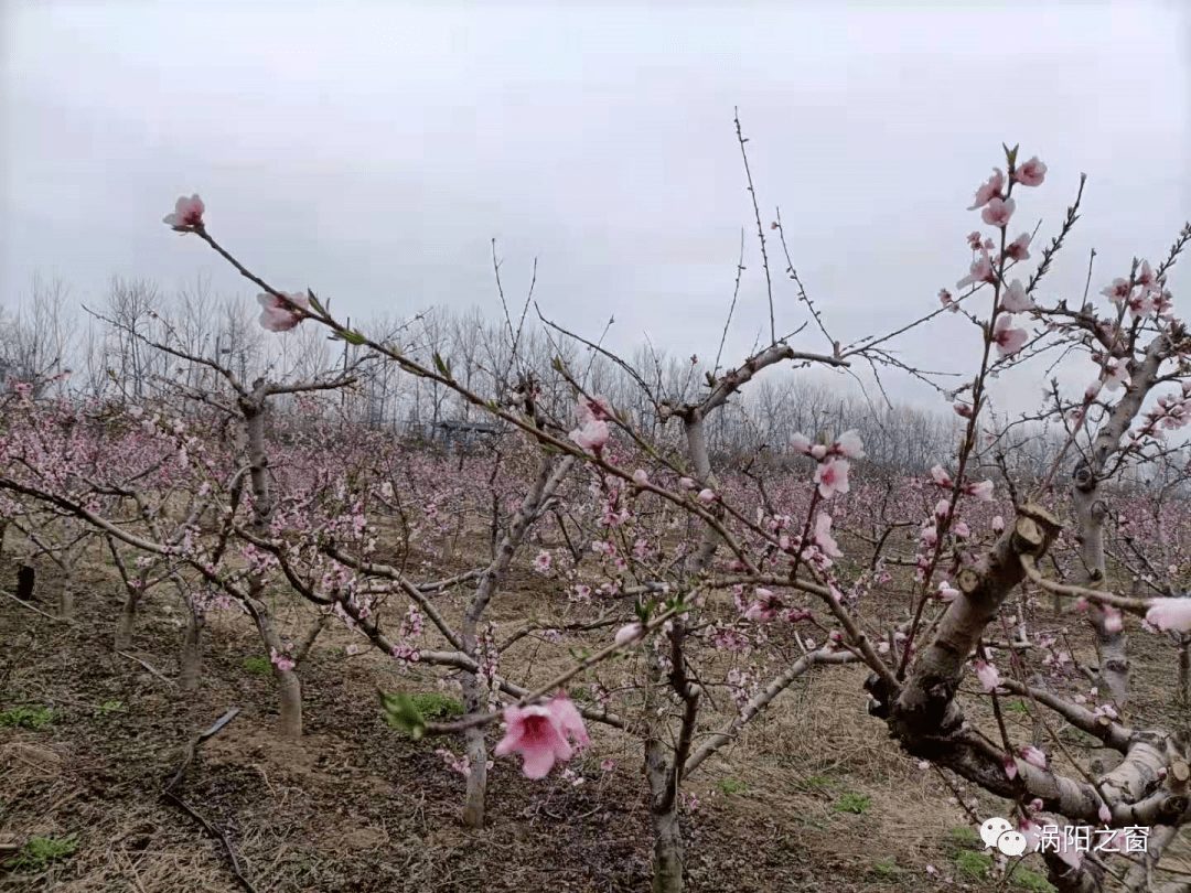 春游江淮请您来▏涡阳这里的桃花要开了