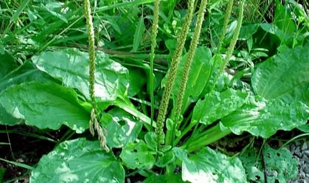 路边这种"牛耳朵"的野菜,关键时刻也许能救你一命