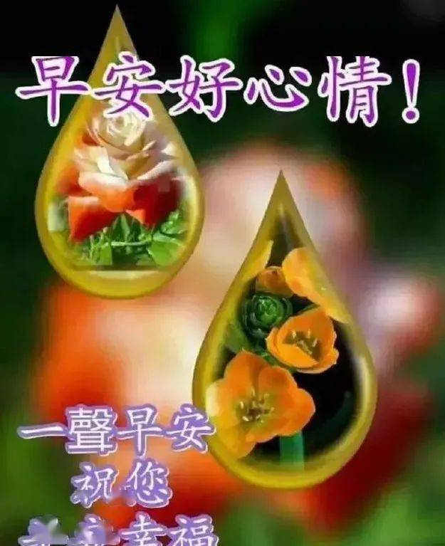 甜蜜早安问候语给女生 喜鹊鲜花早上好图片大全