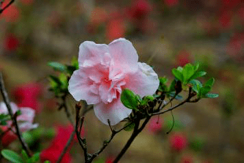 树木园的杜鹃花已开赏花正当时