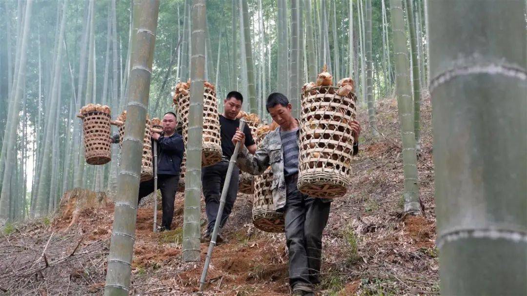 产销千吨!龙泉市上垟镇雨后春笋"节节高"