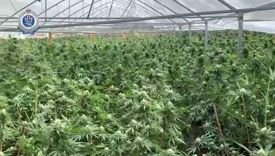 澳警方突袭偏僻房屋发现3个大麻种植棚 缴获价值750万美元大麻