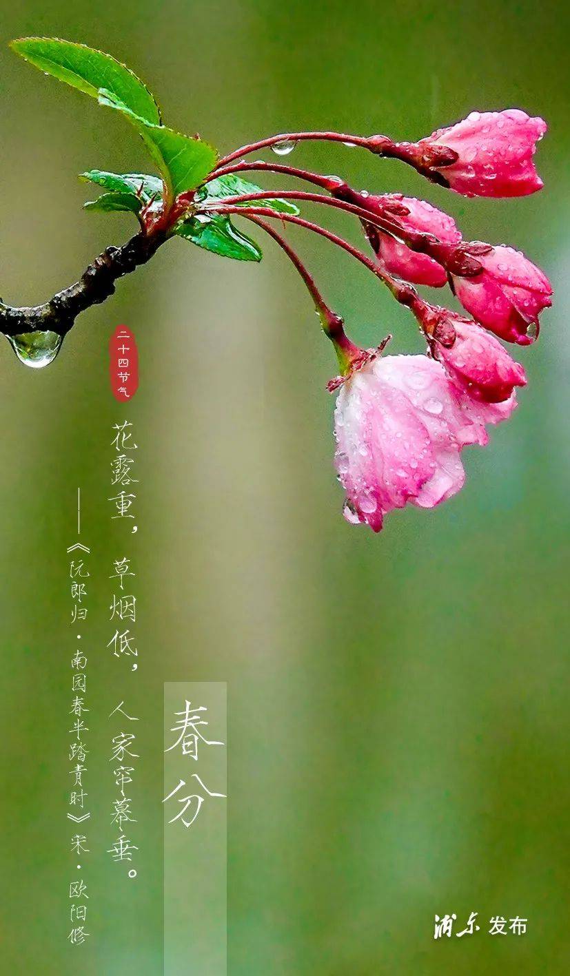 春分:花开燕归,不负春光