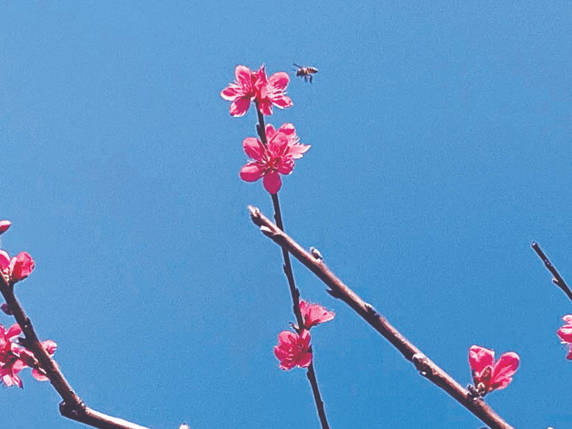 花花绿绿满载,春天里的韶关太美了!