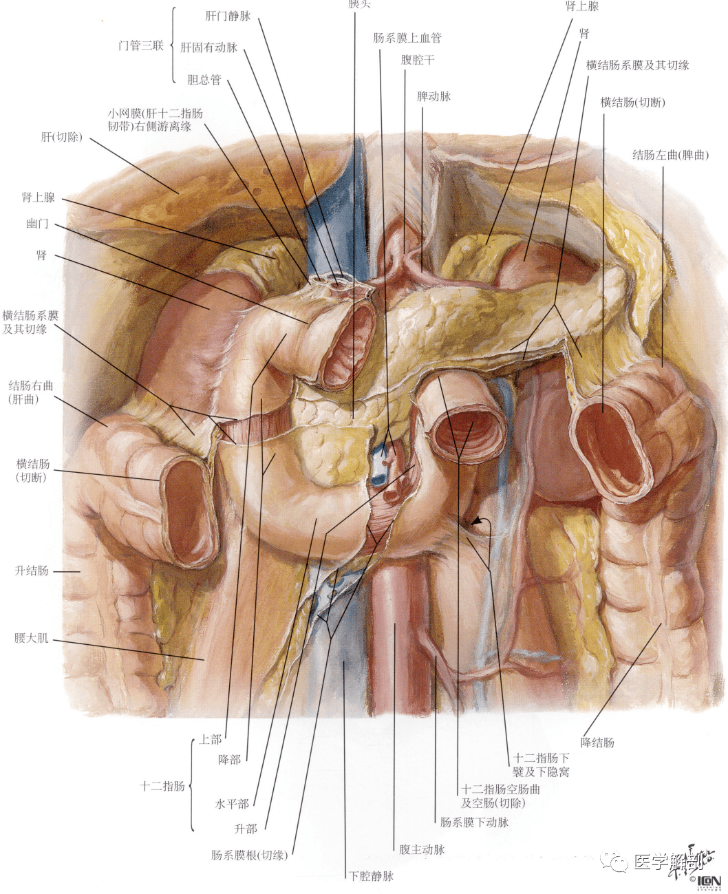 人体解剖学:消化管 | 小肠