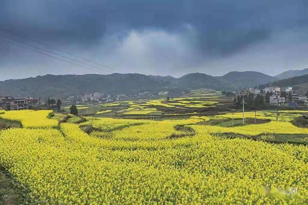 图集丨湖南十大最美油菜花乡村旅游点——武冈独山油菜花基地