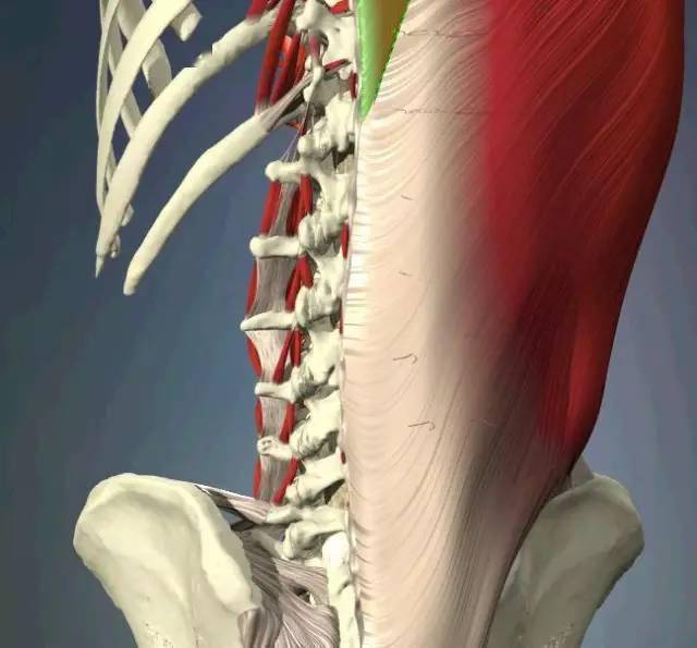 【学术分享】腰椎层次解剖_韧带
