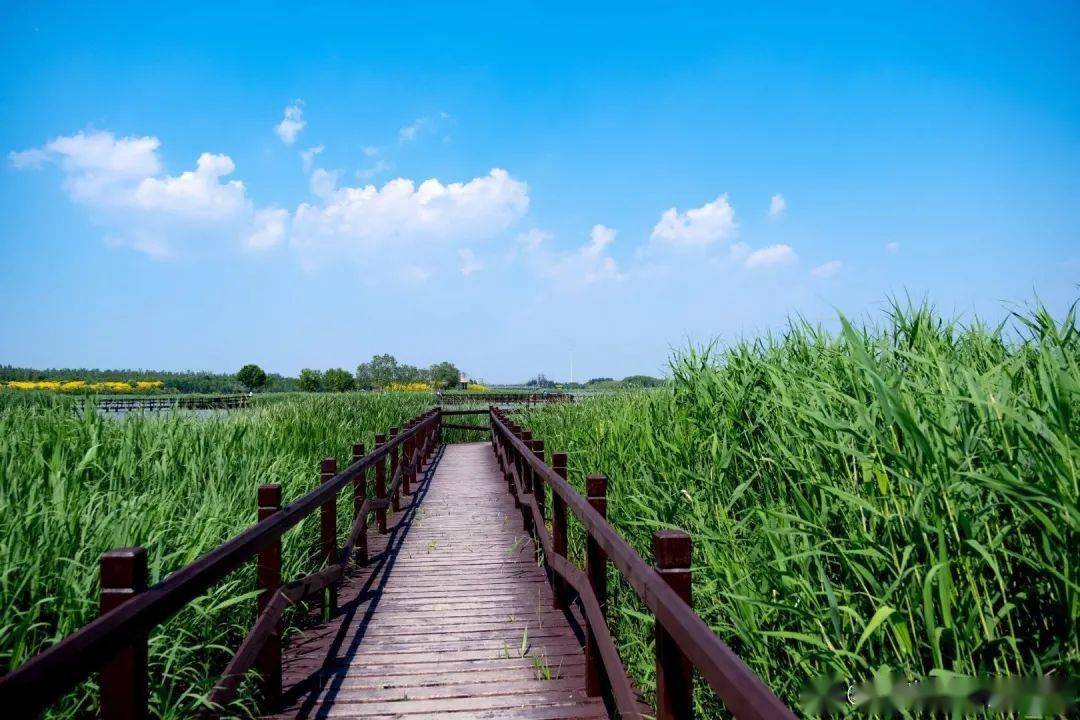 追逐春天与自然亲密接触西青郊野公园区青西赴一场春日之约放慢脚步