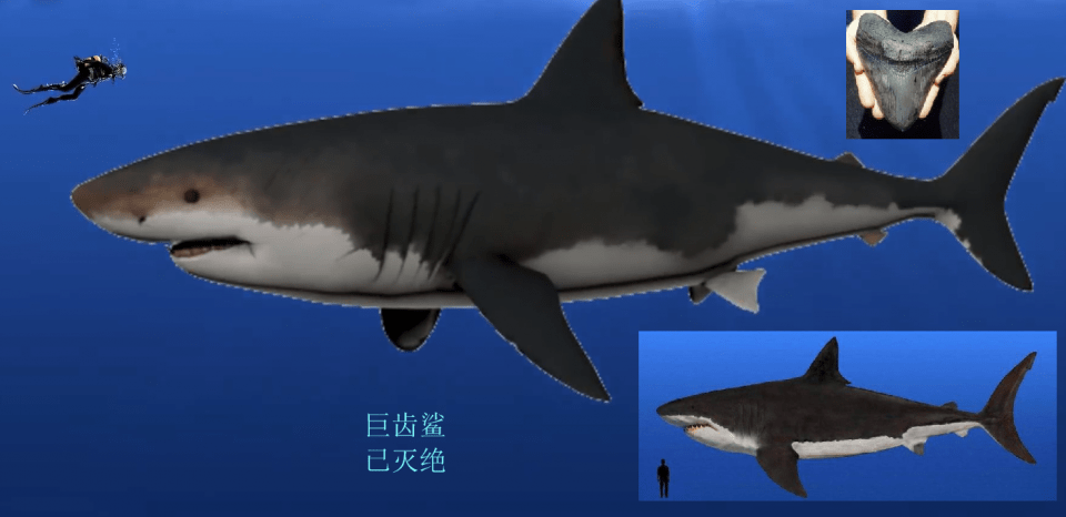 15米大蓝鲸惨遭75头虎鲸猎杀,若换成15米巨齿鲨会怎样?_体型