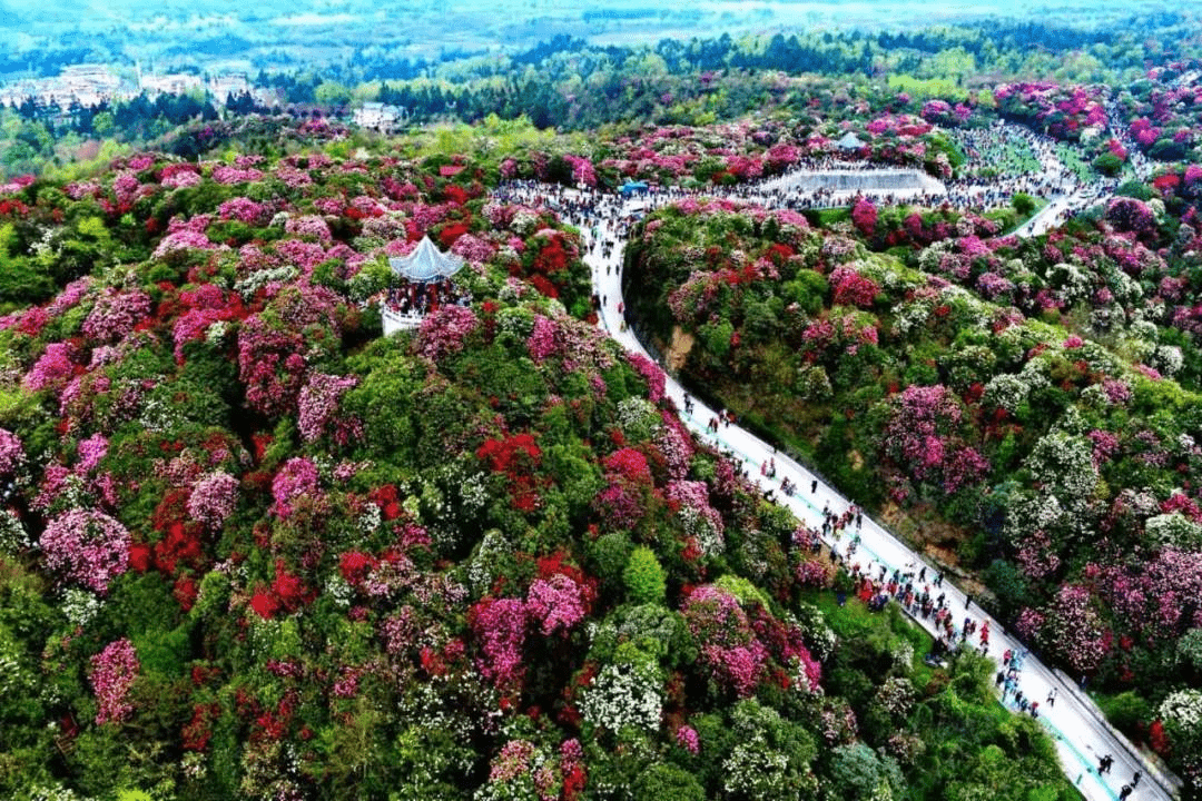 百里杜鹃喊话"杜鹃/娟":世界上面积最大杜鹃花海请你免费来玩