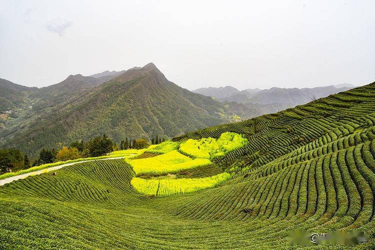 每年3月底,勉县小河庙万亩茶园茶树长出嫩芽,正是明前茶上好的原料