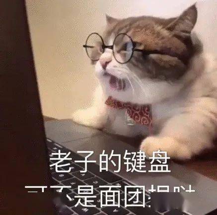 猫咪要是骂起人来,一般人都不是对手_骂人