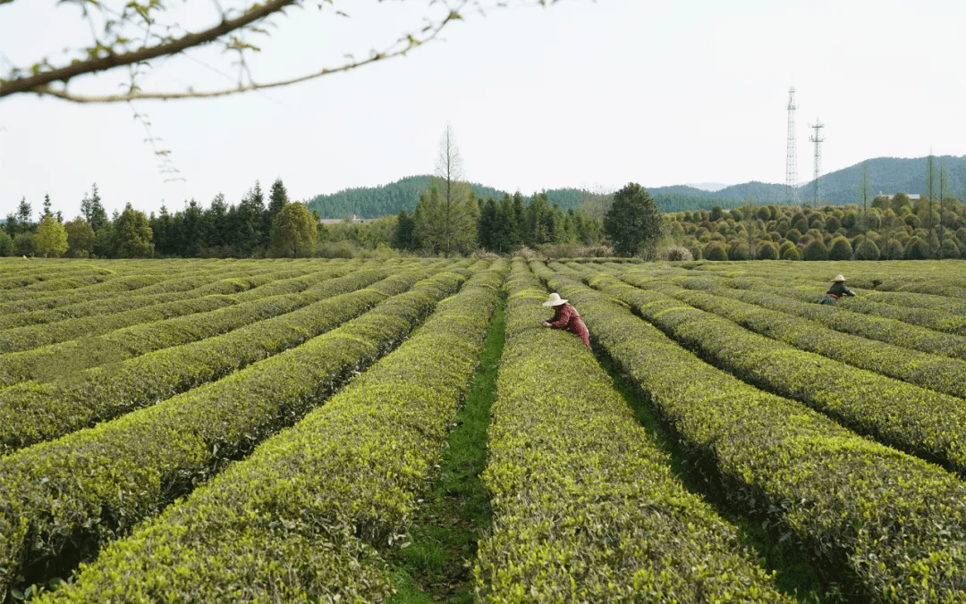 春光美,新茶香!浮梁19万亩茶园开园