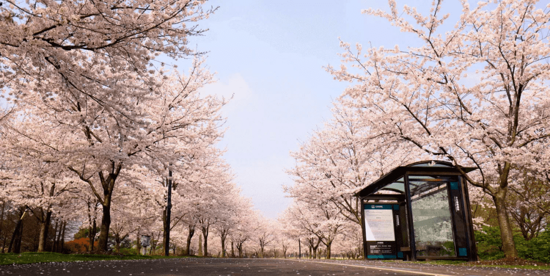 从辰山植物园1号门进入,便可看到一条 樱花大道纵向延伸开来.