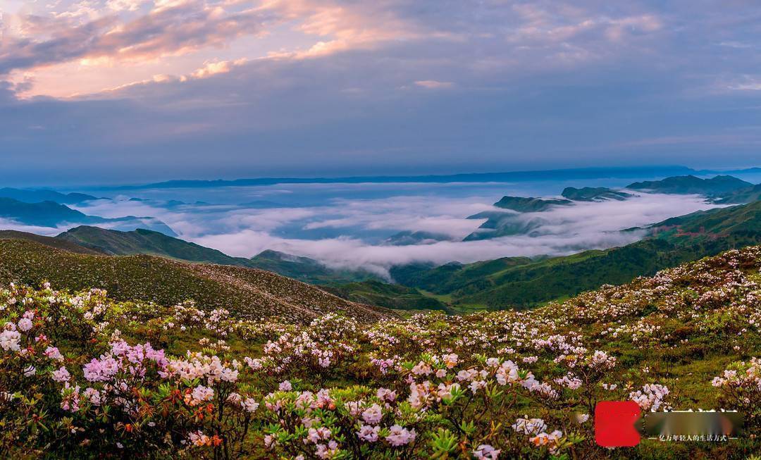 金阳索玛花海与云海景观