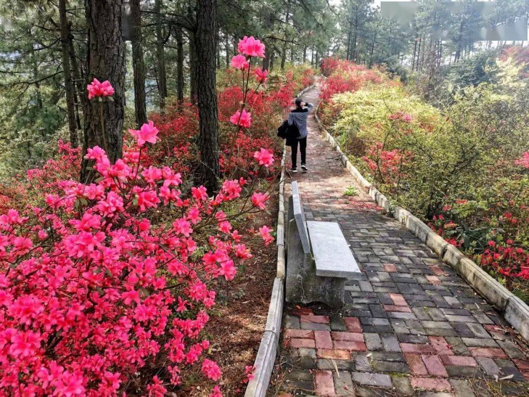 野生杜鹃花"红"满山!就在峡江这个地方