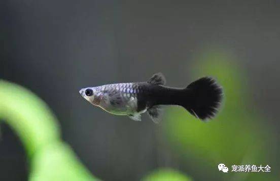 15种孔雀鱼品系图鉴颜值高品相佳