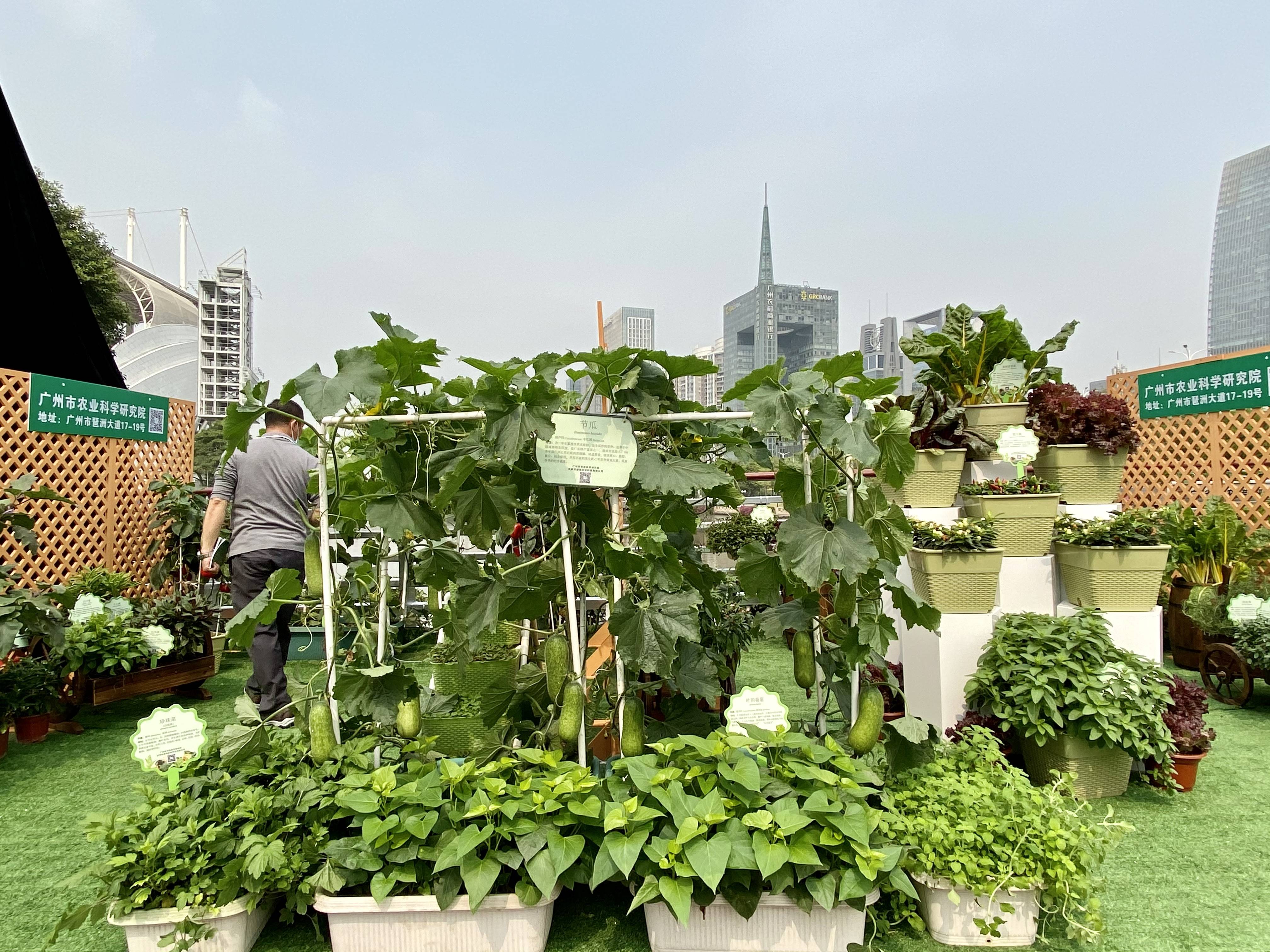 广州全国首推城市小菜园让家庭种菜像种花般普及