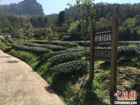 3月25日,武夷山燕子窠生态茶园示范基地.张丽君 摄