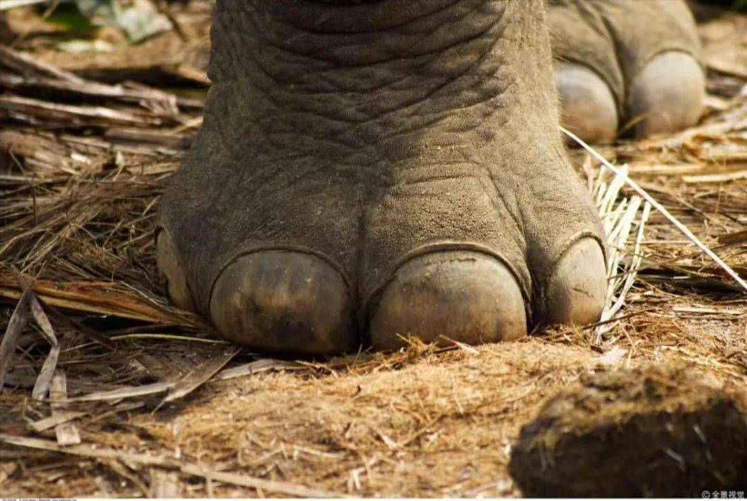 亚洲象的脚部特写 来源:百度图片 全景视觉