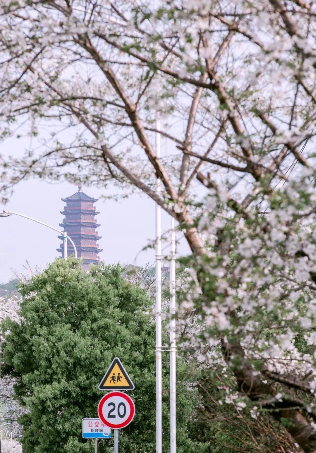 爆红吉安人朋友圈的樱花大道,快去打卡!