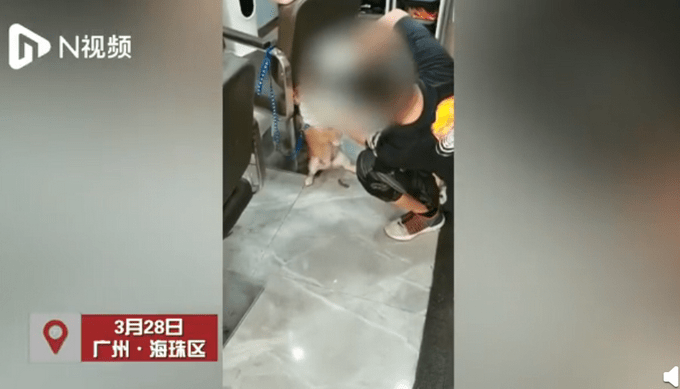 男子回应用铁钳给柴犬拔牙,称未将其致死,视频曝光网友并不买账!-秋风博客-一款专注技术交流,关注网络安全的博客!