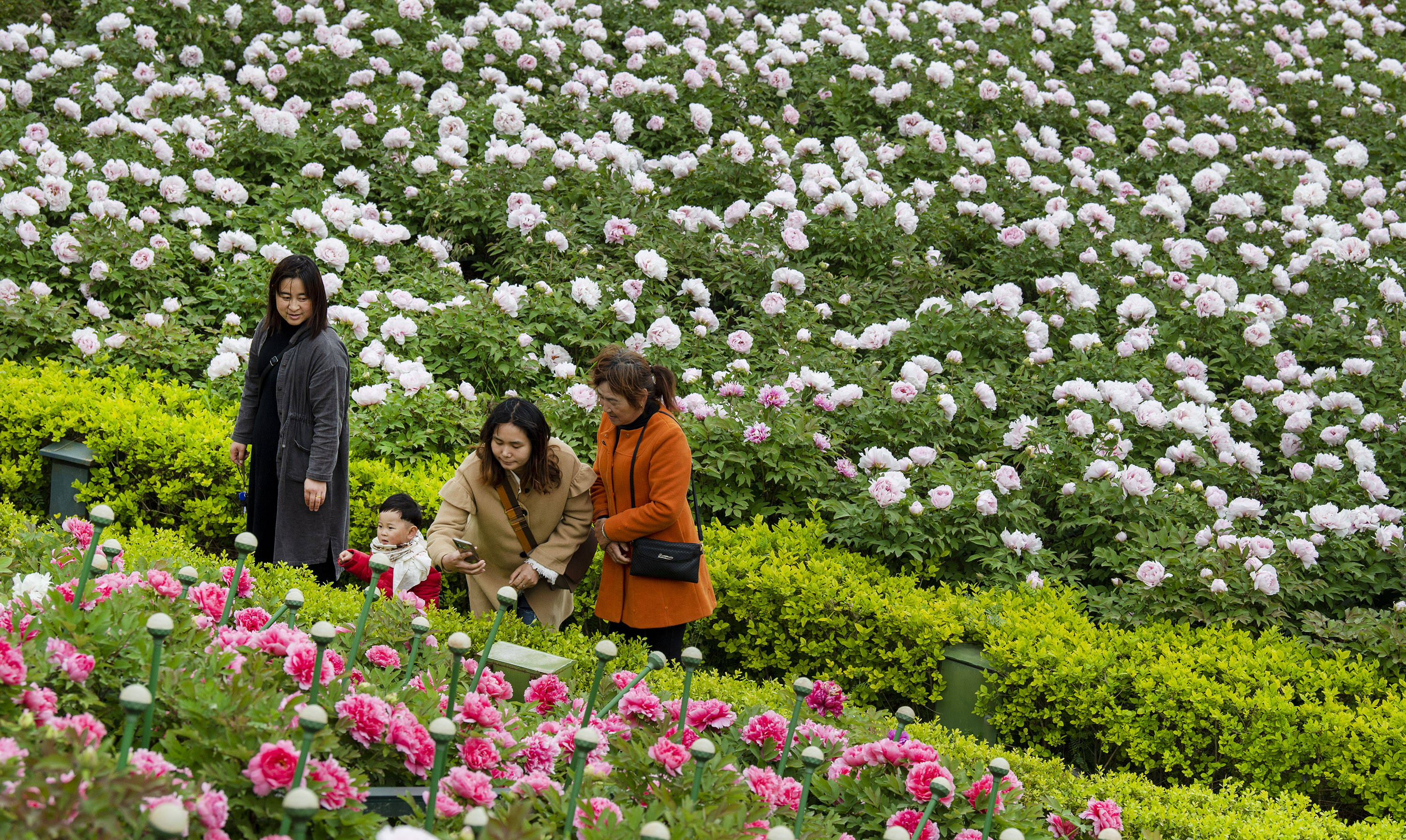 3月30日,游人在洋县朱鹮梨园景区的牡丹园赏花.